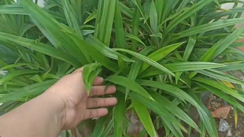 Cuma pakai 1 jenis bahan minuman, ini cara merawat tanaman pandan agar subur dan tak menguning