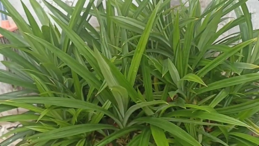Cuma pakai 1 jenis bahan minuman, ini cara merawat tanaman pandan agar subur dan tak menguning