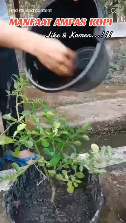 Bukan pakai bumbu dapur, ini trik agar pohon jeruk purut berdaun rimbun cuma dengan 1 ampas minuman