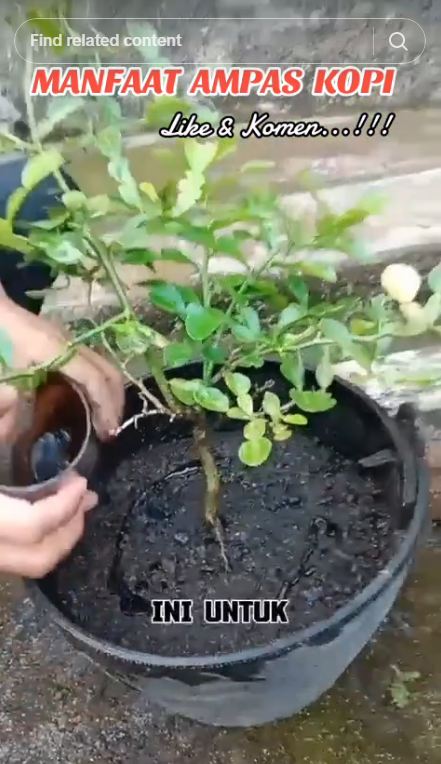 Bukan pakai bumbu dapur, ini trik agar pohon jeruk purut berdaun rimbun cuma dengan 1 ampas minuman