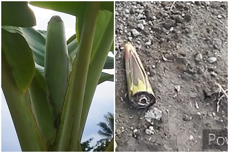Tanpa diberi pupuk, ini trik merawat pohon pisang agar hasil buahnya makin besar, bersih, dan manis