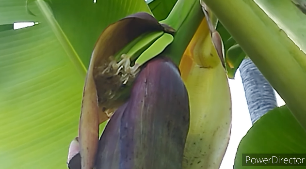 Tanpa diberi pupuk, ini trik merawat pohon pisang agar hasil buahnya makin besar, bersih, dan manis