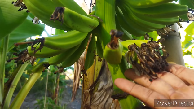 Tanpa diberi pupuk, ini trik merawat pohon pisang agar hasil buahnya makin besar, bersih, dan manis
