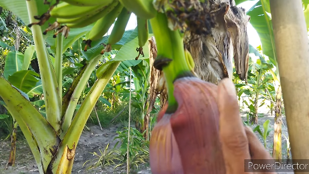 Tanpa diberi pupuk, ini trik merawat pohon pisang agar hasil buahnya makin besar, bersih, dan manis