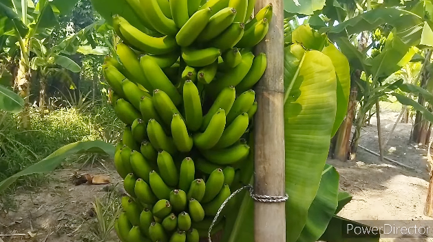 Tanpa diberi pupuk, ini trik merawat pohon pisang agar hasil buahnya makin besar, bersih, dan manis