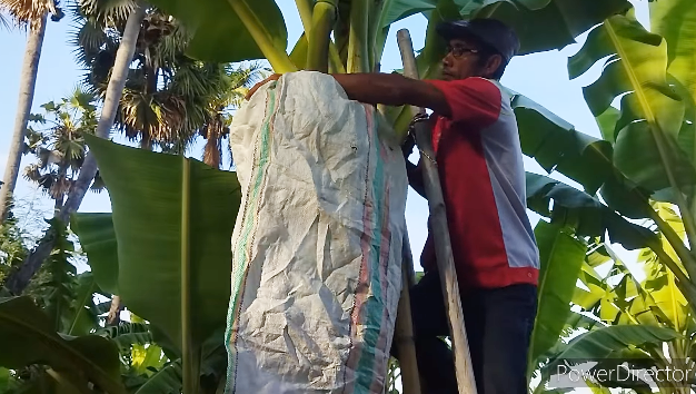 Tanpa diberi pupuk, ini trik merawat pohon pisang agar hasil buahnya makin besar, bersih, dan manis