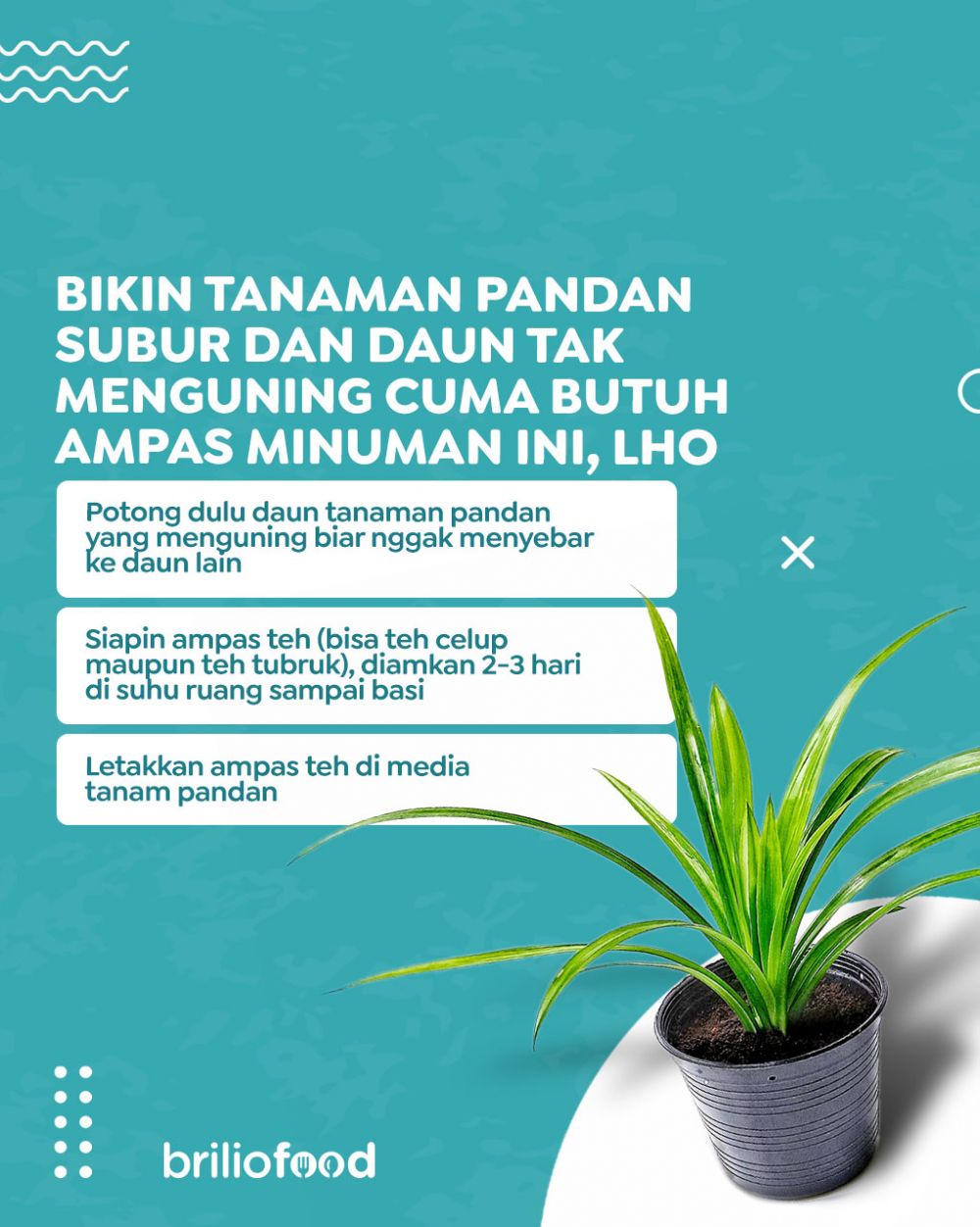 Cuma pakai 1 jenis bahan minuman, ini cara merawat tanaman pandan agar subur dan tak menguning
