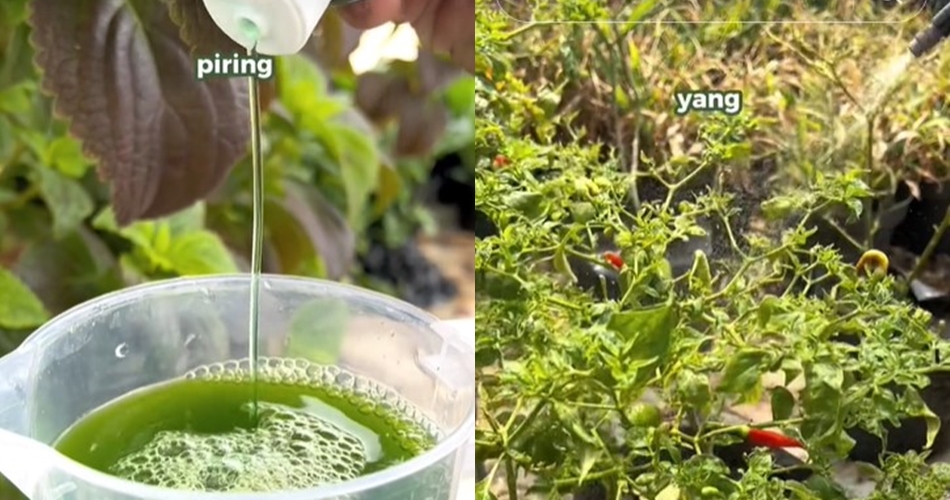 Jangan cuma sabun cuci piring, ini trik atasi tanaman cabai yang daunnya keriting pakai 1 jenis daun