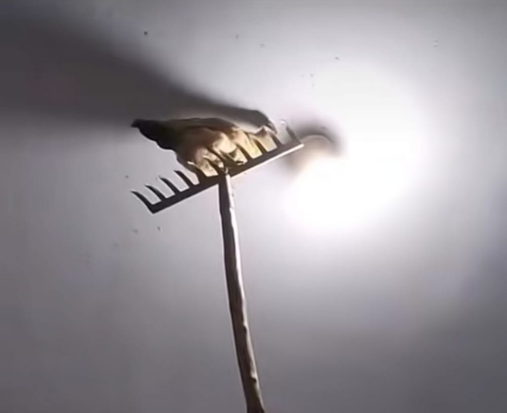 ngusir laron pakai ayam © TikTok