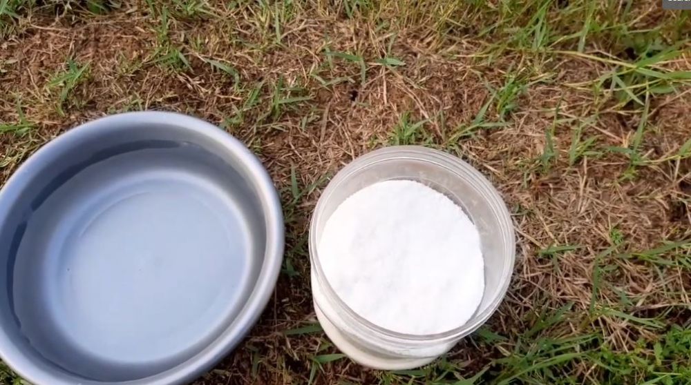 Tanpa micin, ini trik agar pohon kelengkeng cepat berbunga dan buahnya lebih manis pakai 1 bahan dapur