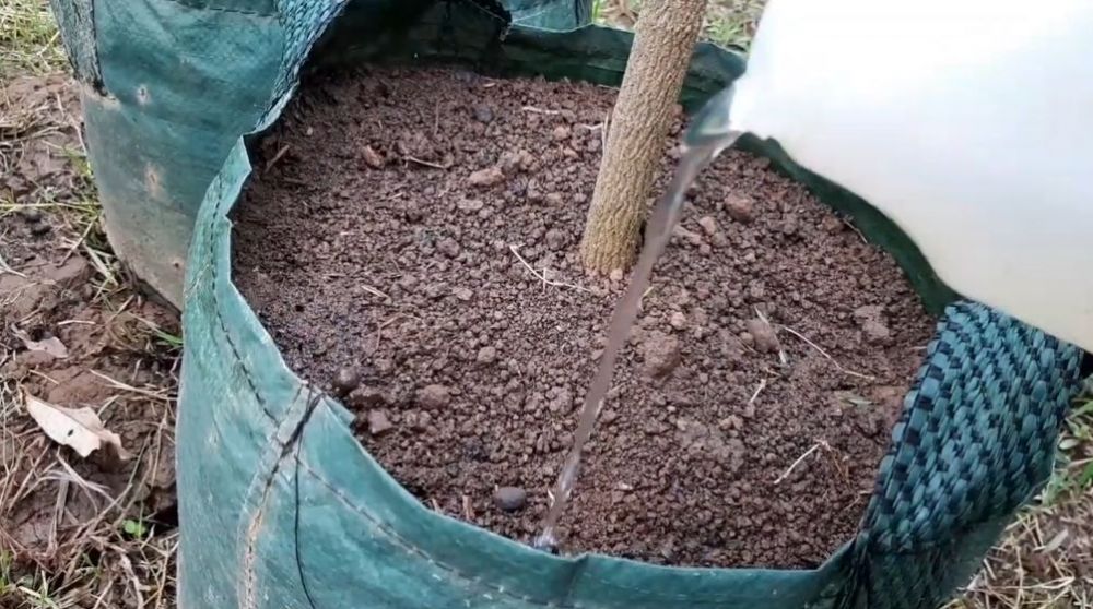 Tanpa micin, ini trik agar pohon kelengkeng cepat berbunga dan buahnya lebih manis pakai 1 bahan dapur