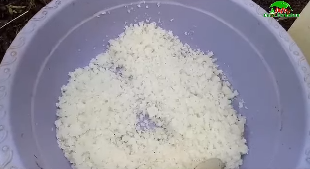 Cuma pakai 1 bumbu dapur, ini cara merawat pohon pepaya agar berbuah lebat dan bunganya tidak rontok