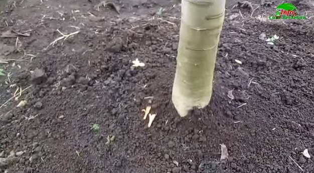 Cuma pakai 1 bumbu dapur, ini cara merawat pohon pepaya agar berbuah lebat dan bunganya tidak rontok