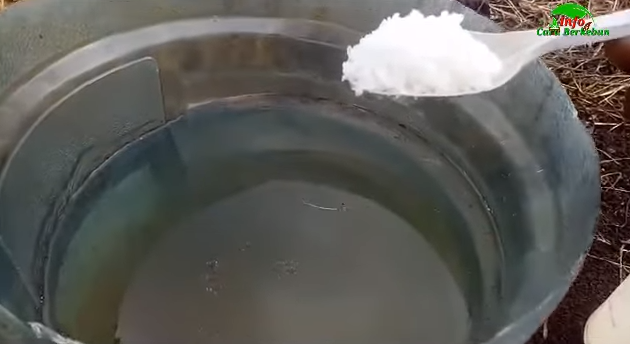 Cuma pakai 1 bumbu dapur, ini cara merawat pohon pepaya agar berbuah lebat dan bunganya tidak rontok