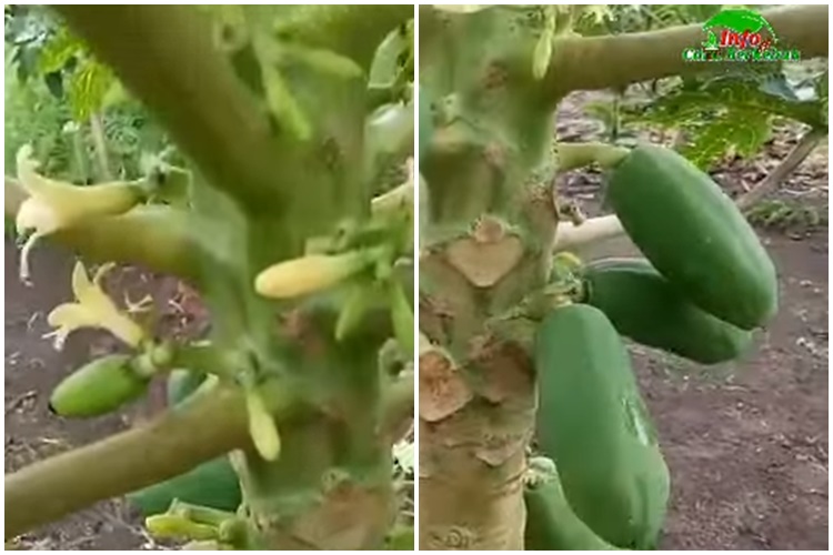 Cuma pakai 1 bumbu dapur, ini cara merawat pohon pepaya agar berbuah lebat dan bunganya tidak rontok