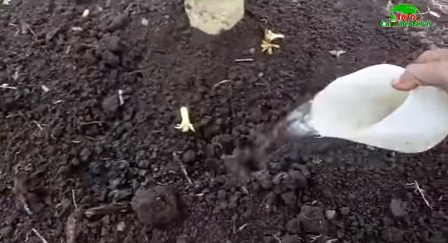 Cuma pakai 1 bumbu dapur, ini cara merawat pohon pepaya agar berbuah lebat dan bunganya tidak rontok