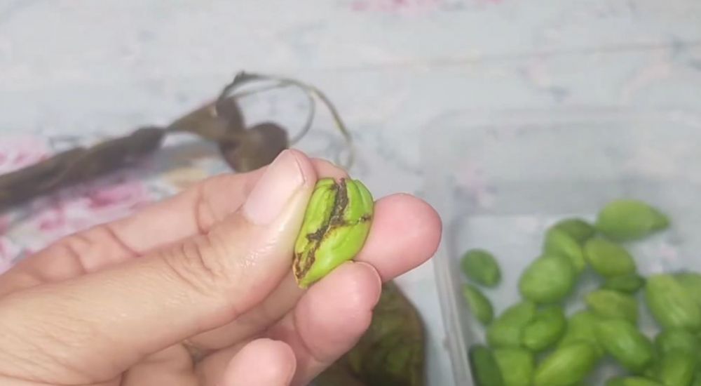 Trik mengembalikan petai yang keriput dan teksturnya lembek jadi segar kembali meski tanpa air es