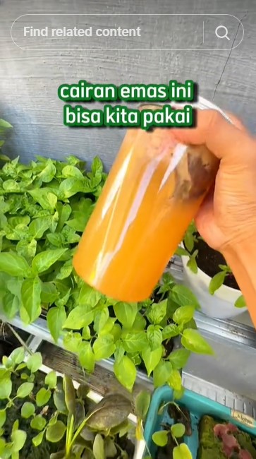 Bukan ditaburi micin atau garam, ini trik merawat tanaman sayur agar lebih subur pakai 1 jenis buah