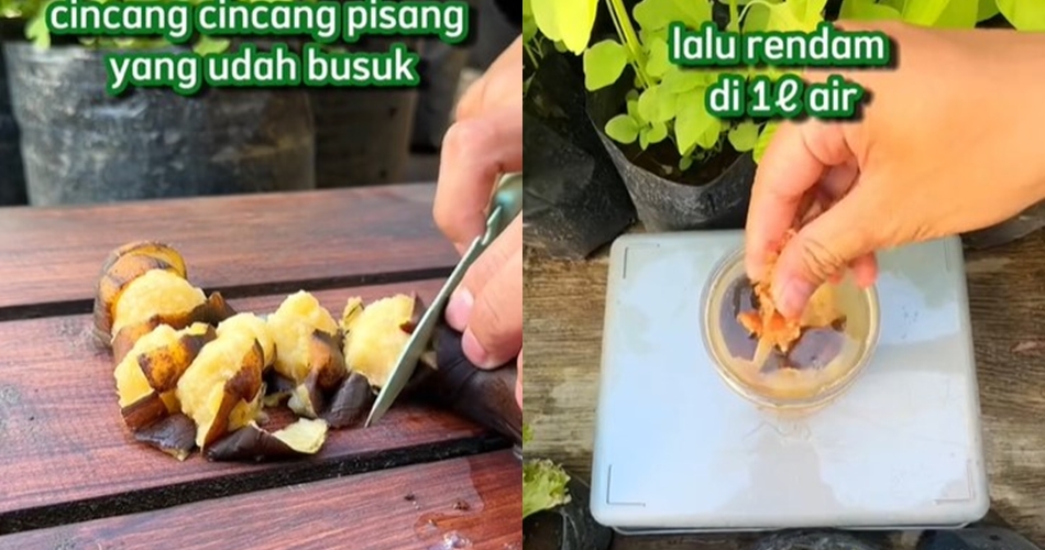 Bukan ditaburi micin atau garam, ini trik merawat tanaman sayur agar lebih subur pakai 1 jenis buah