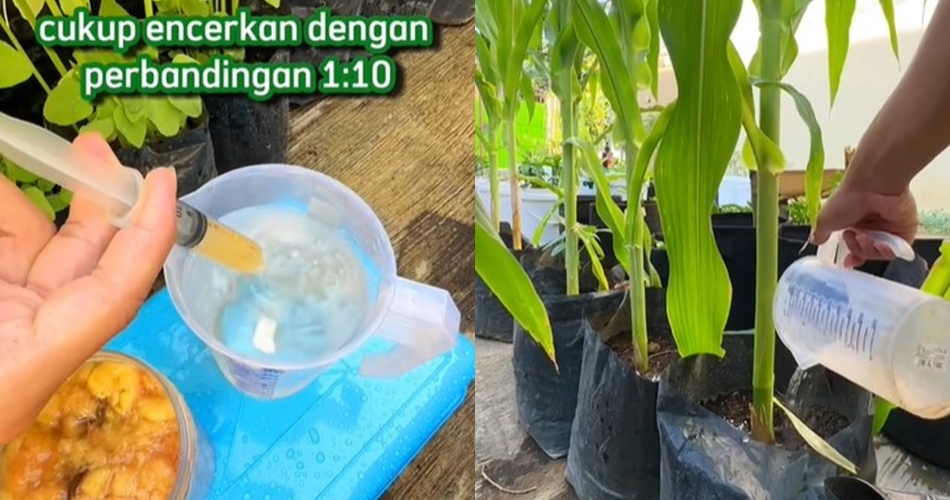 Bukan ditaburi micin atau garam, ini trik merawat tanaman sayur agar lebih subur pakai 1 jenis buah