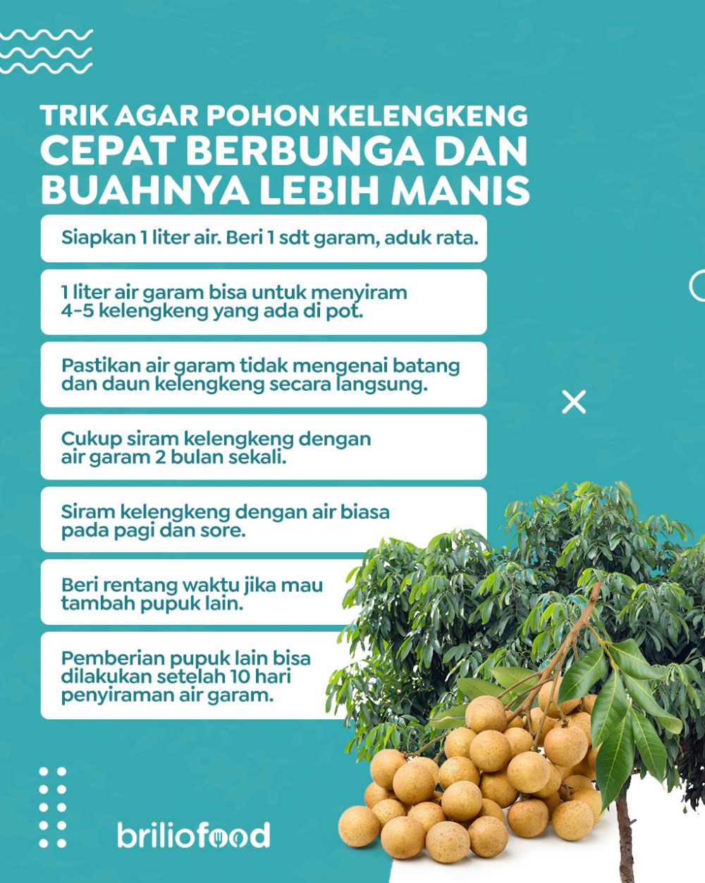 Tanpa micin, ini trik agar pohon kelengkeng cepat berbunga dan buahnya lebih manis pakai 1 bahan dapur