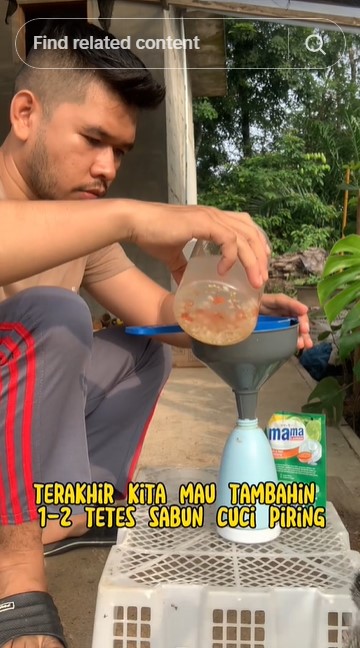 Tanpa minyak goreng, ini cara membasmi hama tanaman cabai pakai 2 bahan cuma modal Rp1.000