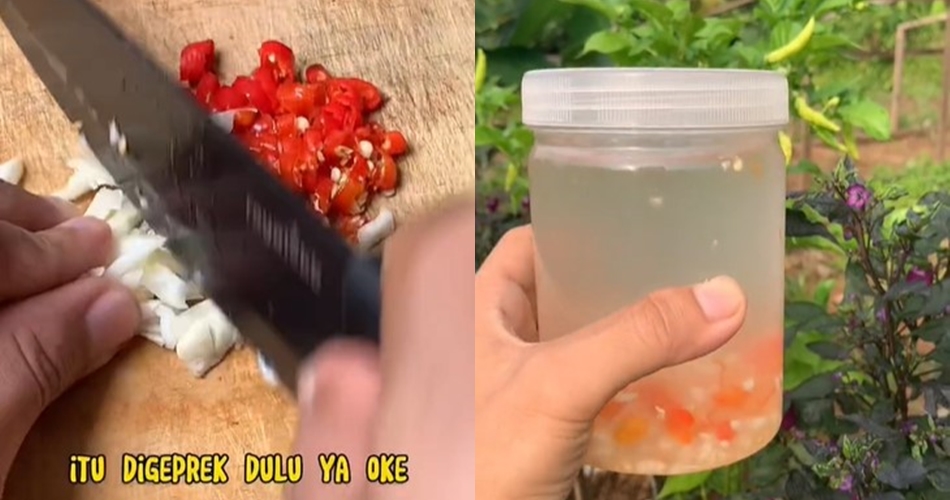 Tanpa minyak goreng, ini cara membasmi hama tanaman cabai pakai 2 bahan cuma modal Rp1.000