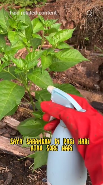 Tanpa minyak goreng, ini cara membasmi hama tanaman cabai pakai 2 bahan cuma modal Rp1.000