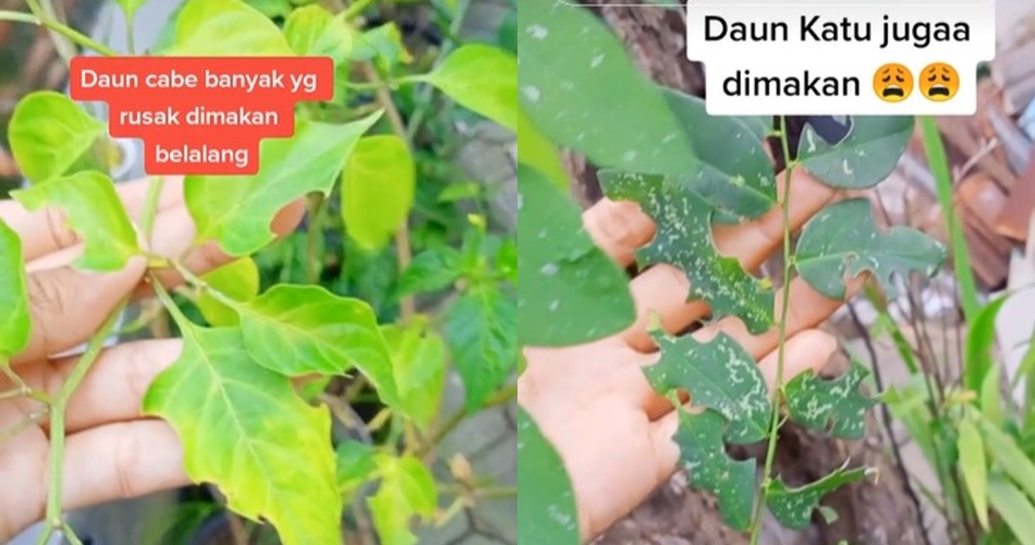 Jangan cuma pakai bawang putih, ini trik mengusir hama pada pohon cabai cukup tambah 1 jenis tanaman