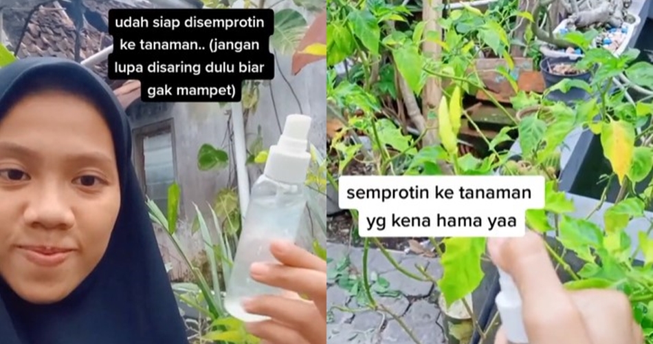 Jangan cuma pakai bawang putih, ini trik mengusir hama pada pohon cabai cukup tambah 1 jenis tanaman
