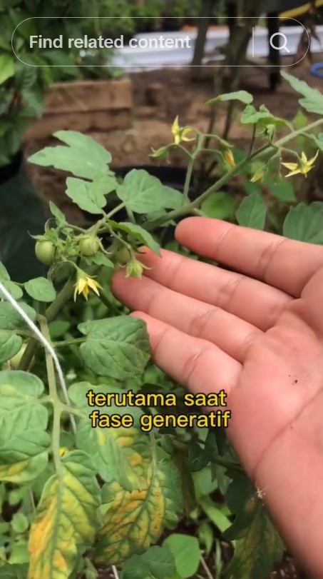 Tanpa garam atau micin, ini trik merawat tanaman tomat supaya cepat berbuah cuma pakai 3 bahan dapur