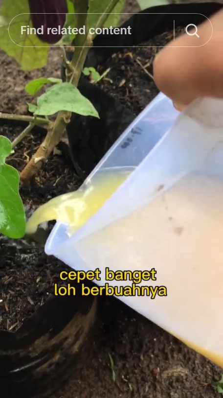 Tanpa garam atau micin, ini trik merawat tanaman tomat supaya cepat berbuah cuma pakai 3 bahan dapur