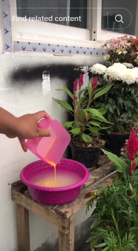 Tanpa garam atau micin, ini trik merawat tanaman tomat supaya cepat berbuah cuma pakai 3 bahan dapur