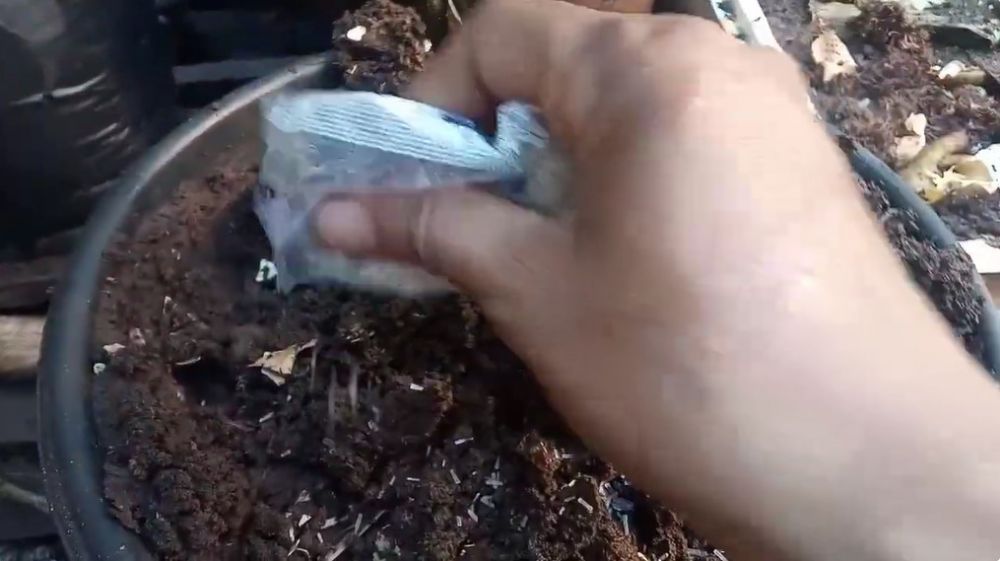 Cara melebatkan pohon jeruk purut agar daunnya makin lebar meski ditanam di pot, pakai 2 bahan dapur