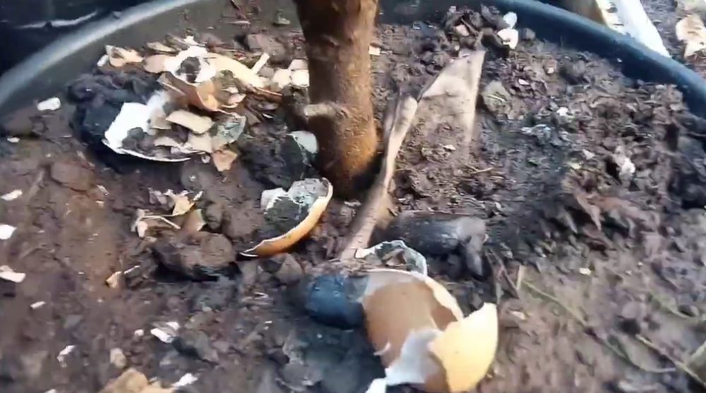 Cara melebatkan pohon jeruk purut agar daunnya makin lebar meski ditanam di pot, pakai 2 bahan dapur