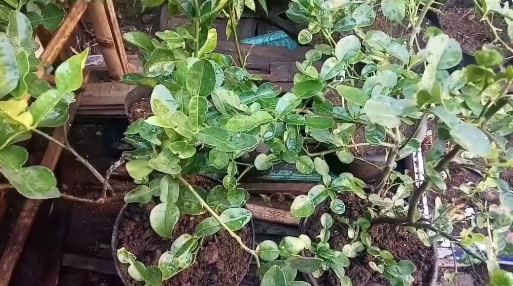 Cara melebatkan pohon jeruk purut agar daunnya makin lebar meski ditanam di pot, pakai 2 bahan dapur