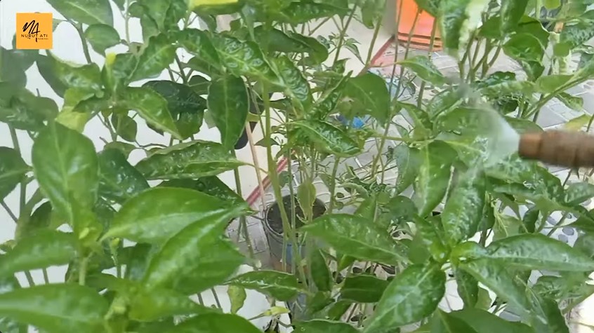 Bukan micin atau air beras, ini trik merawat tanaman sayur dan buah agar subur pakai 1 umbi-umbian