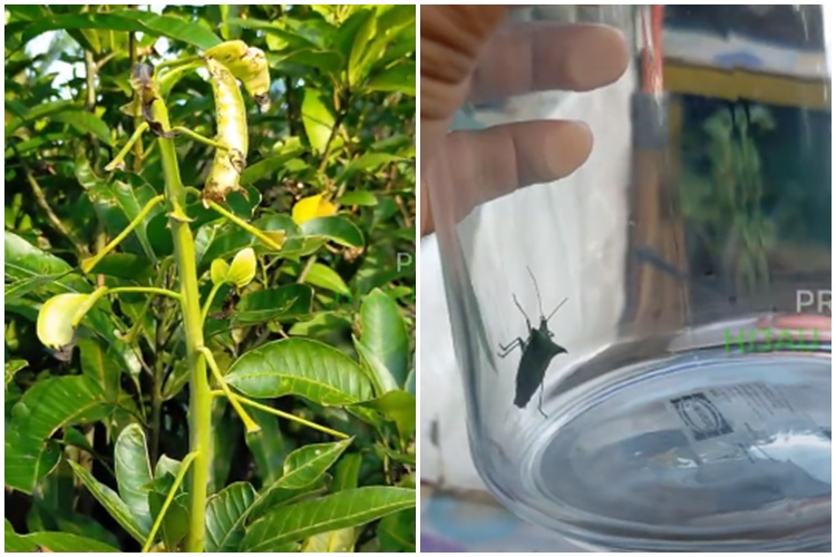 Tanpa micin, ini cara basmi hama penyebab daun gosong pada pohon mangga cuma pakai 1 bahan dapur