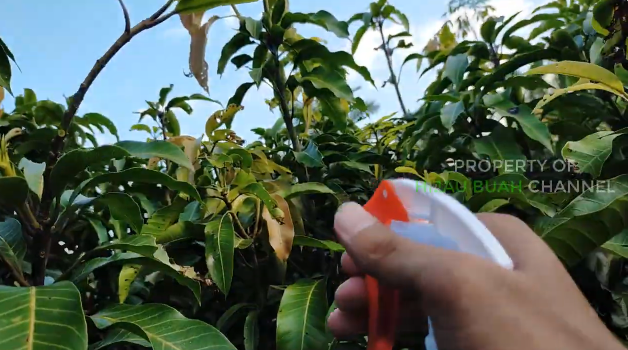 Tanpa micin, ini cara basmi hama penyebab daun gosong pada pohon mangga cuma pakai 1 bahan dapur