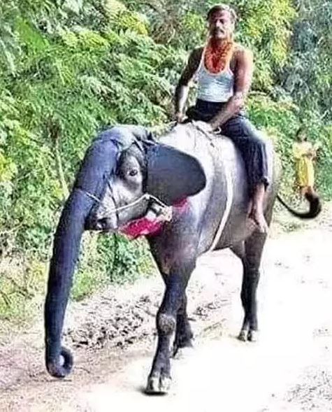 Potret kocak diam-diam sembunyikan hal tak terduga Berbagai sumber Potret kocak diam-diam sembunyikan hal tak terduga Berbagai sumber