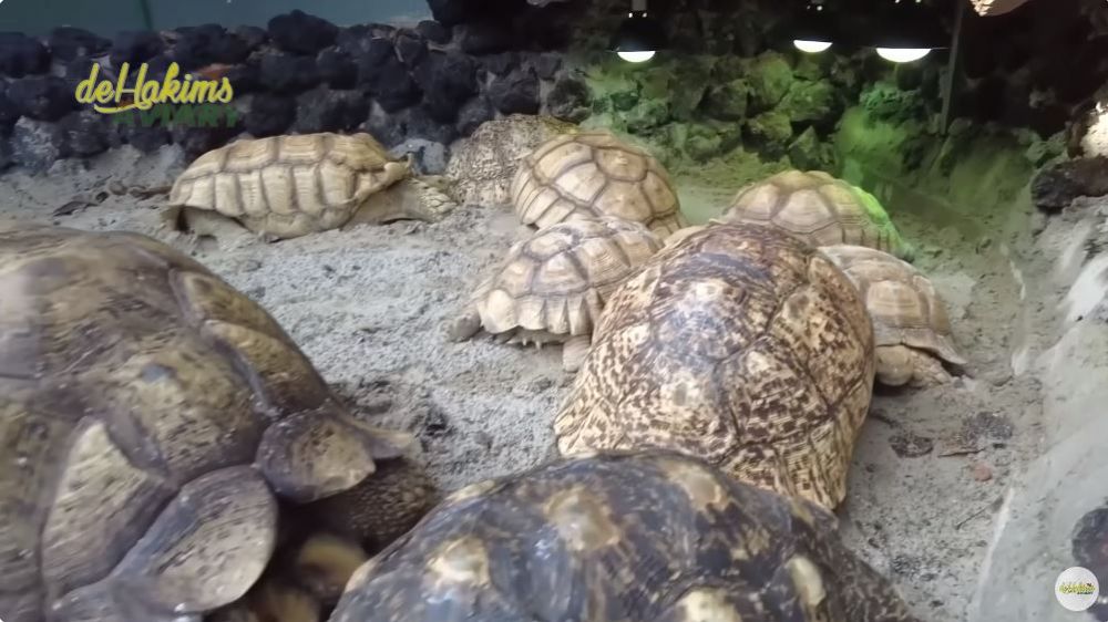 aviary milik irfan hakim hingga 3 m © YouTube aviary milik irfan hakim hingga 3 m © YouTube