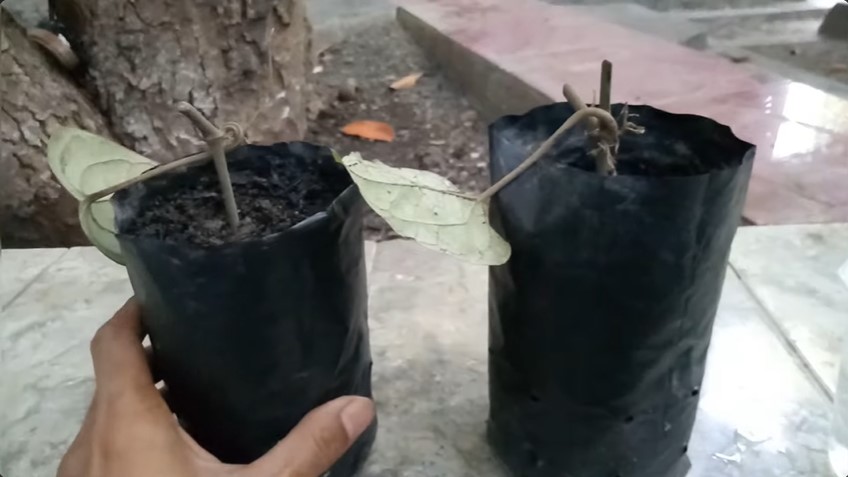 Jangan cuma disiram air, ini trik merawat tanaman sirih agar daunnya rimbun pakai 1 bumbu dapur