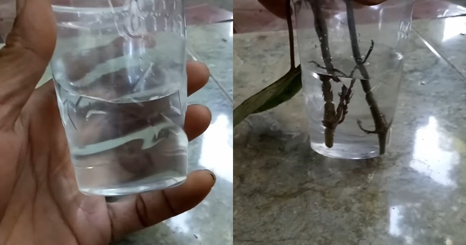 Jangan cuma disiram air, ini trik merawat tanaman sirih agar daunnya rimbun pakai 1 bumbu dapur