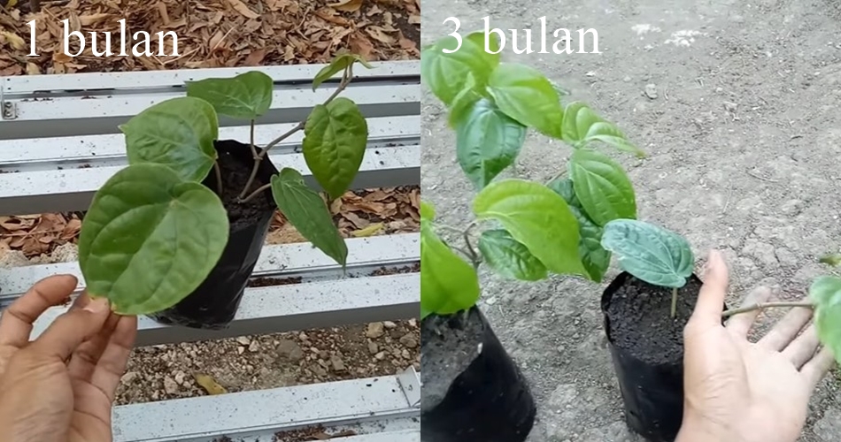 Jangan cuma disiram air, ini trik merawat tanaman sirih agar daunnya rimbun pakai 1 bumbu dapur