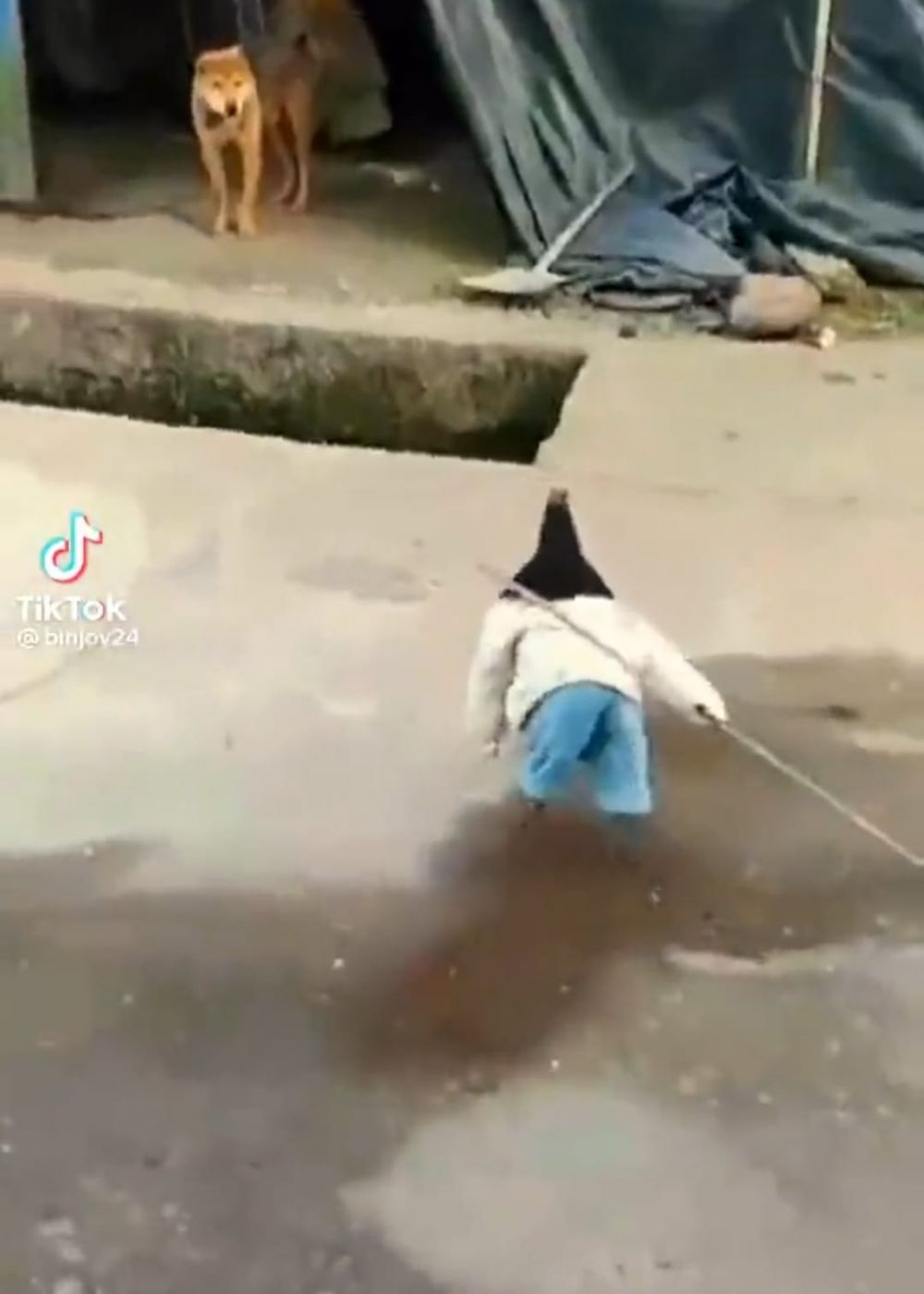 kostum ayam lucu berbagai sumber