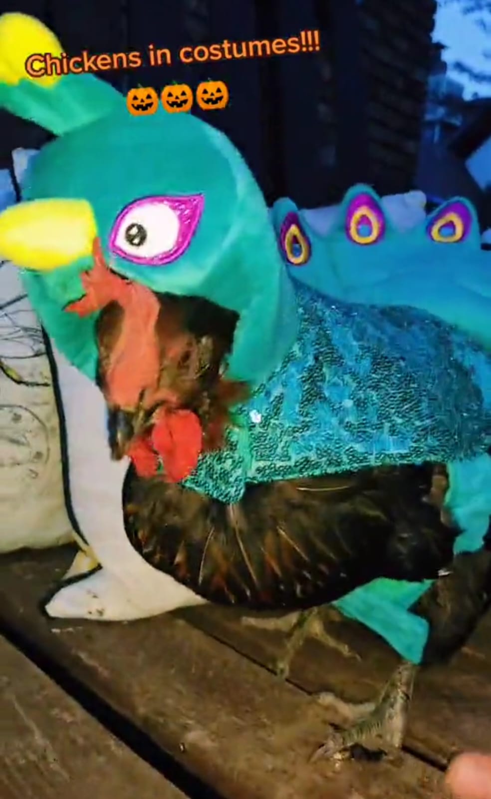 kostum ayam lucu berbagai sumber