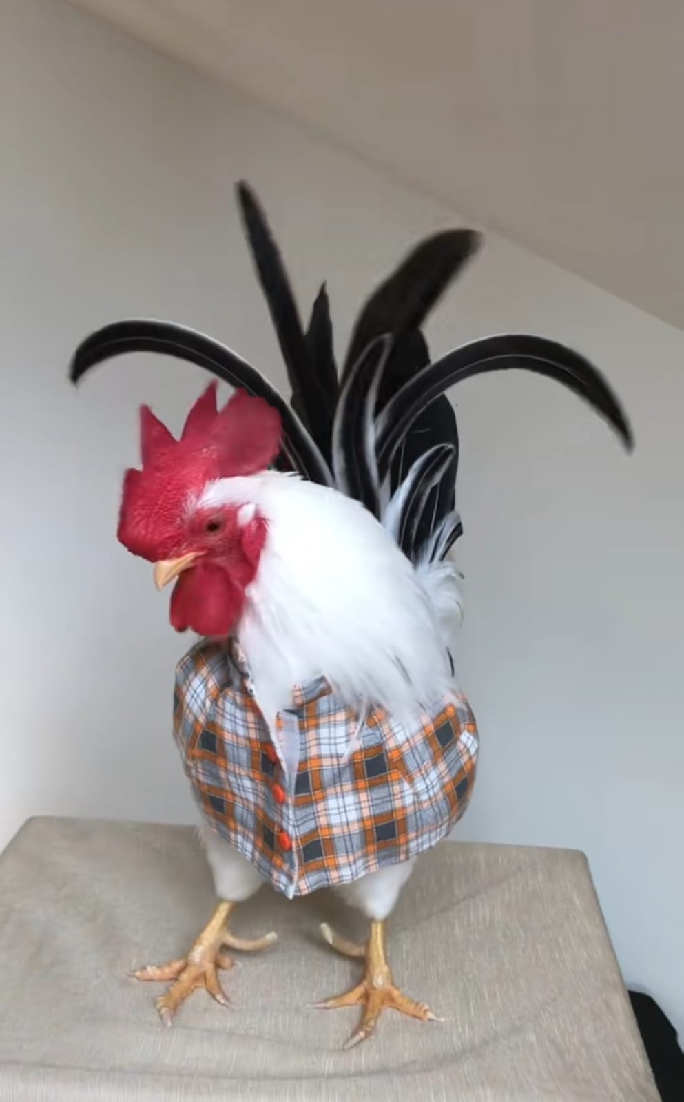 kostum ayam lucu berbagai sumber