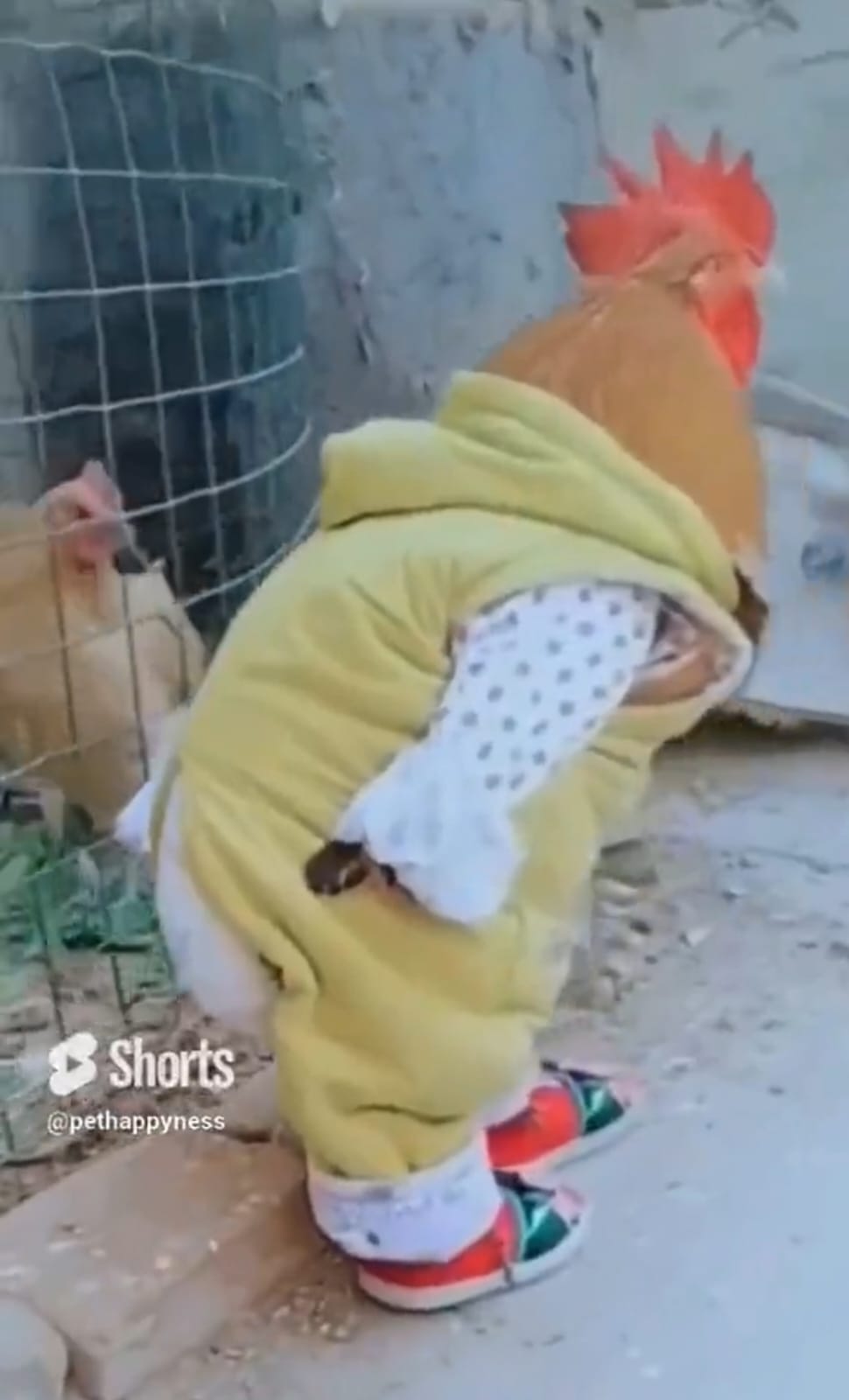 kostum ayam lucu berbagai sumber