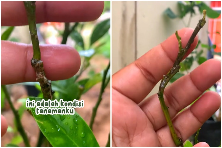 Tanpa air cucian beras, ini cara merawat pohon daun jeruk agar rimbun & bebas hama pakai 2 bahan dapur