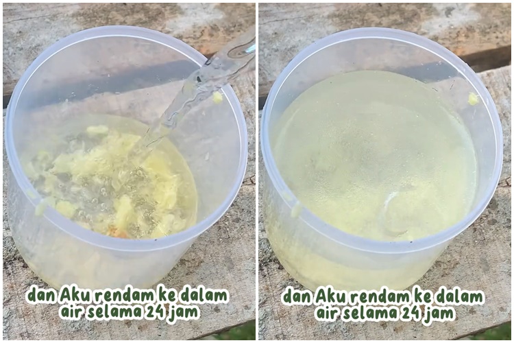 Tanpa air cucian beras, ini cara merawat pohon daun jeruk agar rimbun & bebas hama pakai 2 bahan dapur